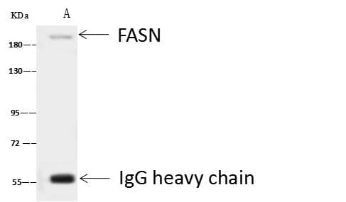 FASN / Fatty Acid Synthase Antibody (Preservative Free)