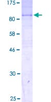 Human SLC44A2 / CTL2 Protein (Recombinant GST)