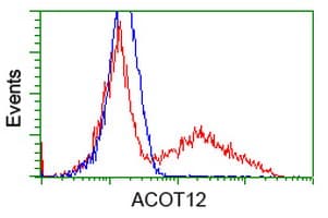 ACOT12 Antibody (clone OTI2D11)