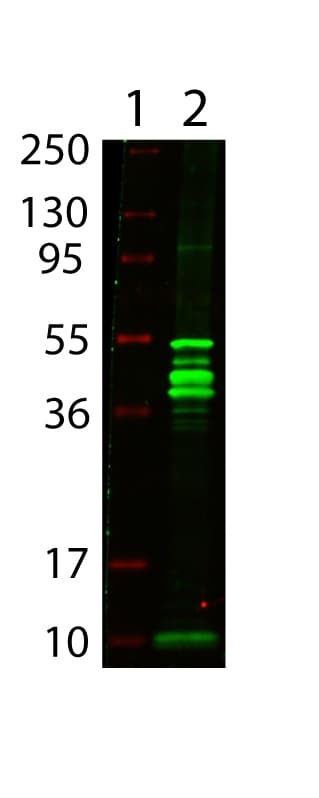 MBP Tag Antibody