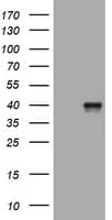 WNT3 Antibody (clone OTI1D9)