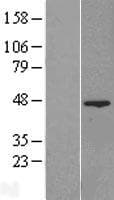 Human FAM54A / DUFD1 Protein (Over-Expression Lysate Myc-DDK (Flag))