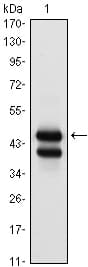 GATA1 Antibody (clone 4F5)