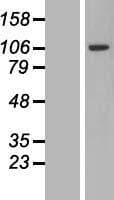 PJA2 Protein (Over-Expression Lysate Myc-DDK (Flag))