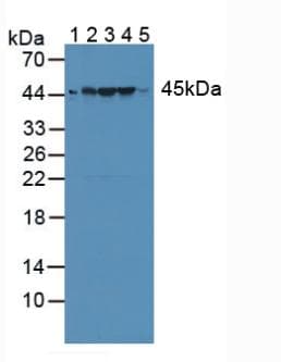 RNH1 Antibody (aa108-358, Cy3)