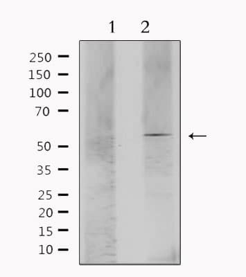 ESRRA / ERR Alpha Antibody