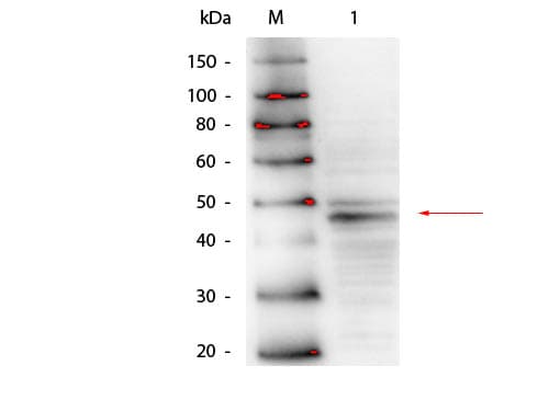 GATA4 Antibody (aa1-100, clone 10D8.B10.D4)