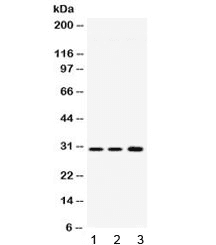 AQP11 / Aquaporin 11 Antibody