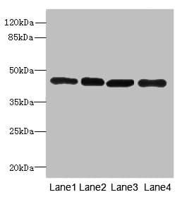 PAICS / ADE2 Antibody