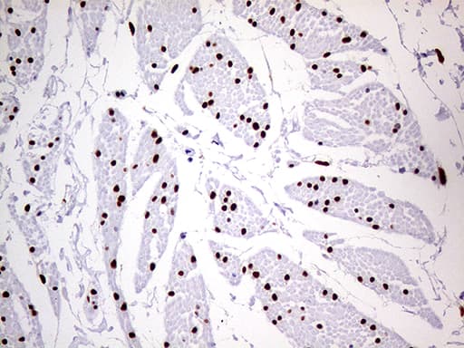 MEIS1 Antibody (aa176-390, clone OTI2A3)