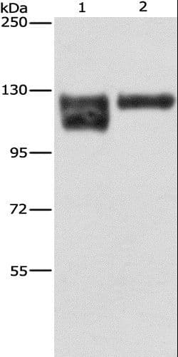 ITGB1 / Integrin Beta 1 / CD29 Antibody