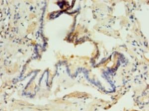 ABHD3 Antibody (aa52-309)