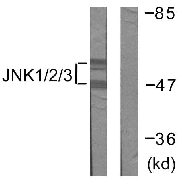 JNK1+2+3 Antibody (Internal)