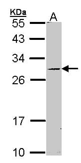 STAR Antibody (aa15-268)