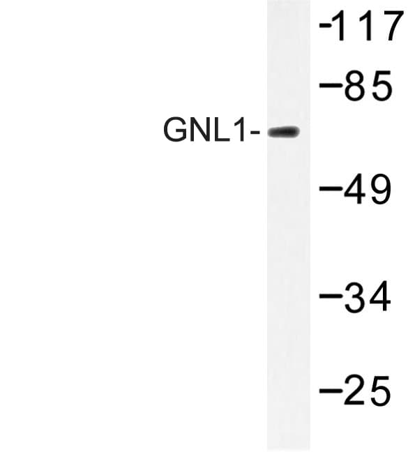 Polyclonal Rabbit anti-Human GNL1 Antibody (Gln103, WB)