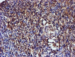 C1orf50 Antibody (clone OTI1C6)