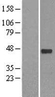 NEUROD1 Protein (Over-Expression Lysate Myc-DDK (Flag))
