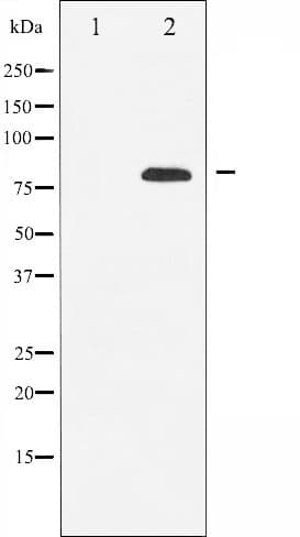 REL / C-Rel Antibody