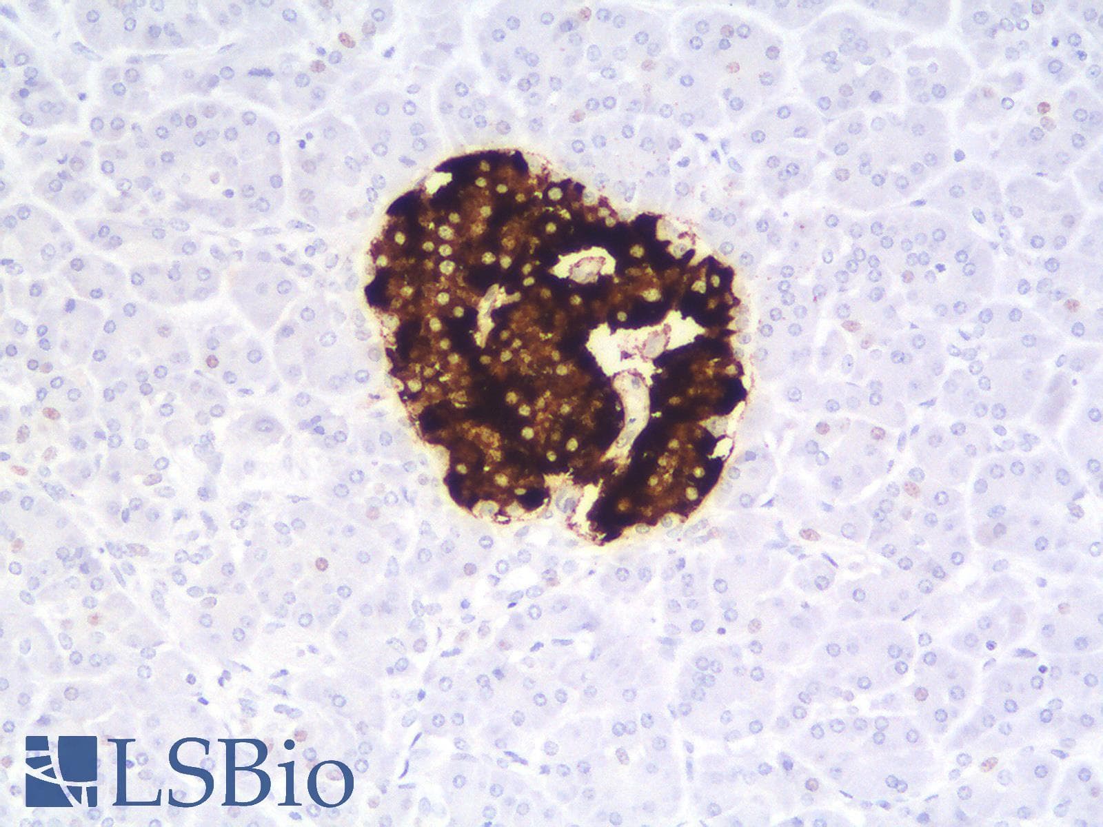 PathPlus™ Recombinant Monoclonal Mouse anti-Human Insulin Antibody (clone rIRDN/805, IHC)