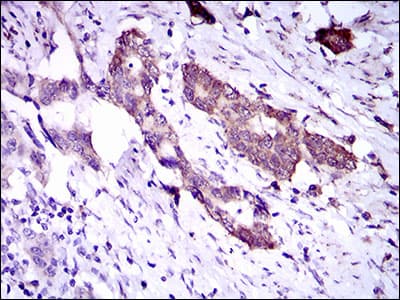 DNAL4 / Dynein Light Chain 4 Antibody (aa1-105, clone 3C10A4)