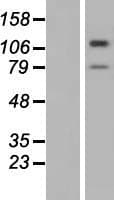 TMTC3 Protein (Over-Expression Lysate Myc-DDK (Flag))