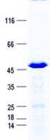 Human FHL5 Protein (Recombinant GST, N-terminus + His, C-terminus)