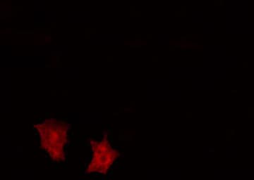 ATP6V1C2 Antibody