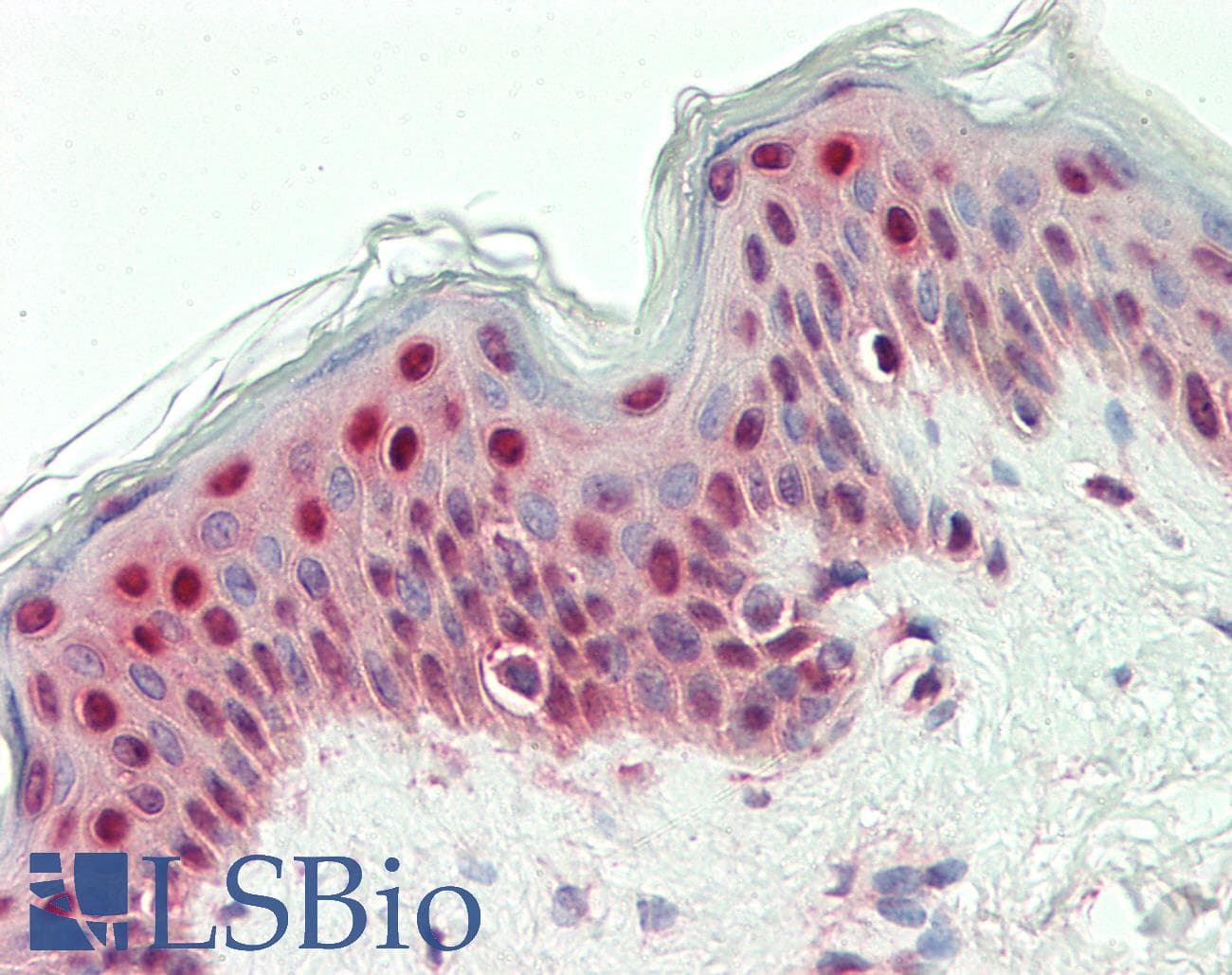SYNCRIP / HnRNP Q Antibody (HRP)