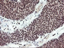 ZFP36 / Tristetraprolin Antibody (clone OTI1A2, Carrier-free)