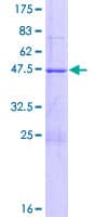 Human BSPRY Protein (Recombinant GST)