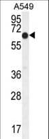 ELL / MEN Antibody (aa516-545)