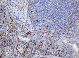 Selenium Binding Protein 1 Antibody (clone OTI2B12, Carrier-free)