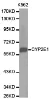 CYP2E1 Antibody