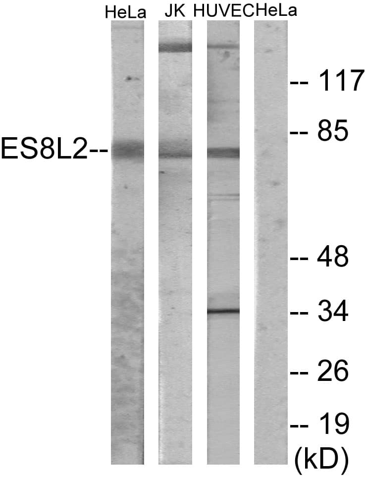 IHC-plus™ EPS8L2 Antibody (aa1-50)