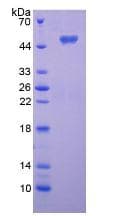 Rat ENPP7 Protein (Recombinant His, N-Terminal)