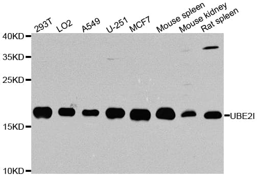 IHC-plus™ UBE2I / UBC9 Antibody