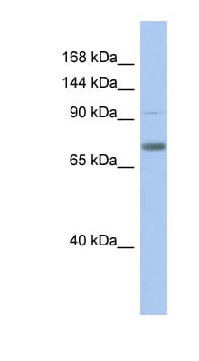 ZKSCAN5 Antibody (aa215-264)