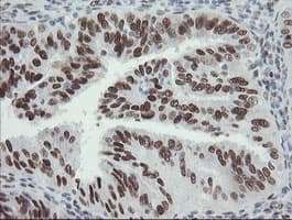 TLE1 / TLE 1 Antibody (aa180-460, clone OTI1F9)