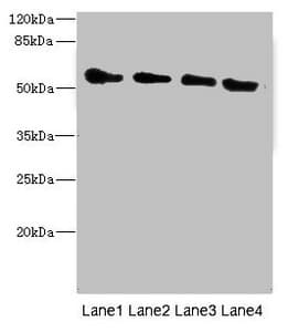 TRHDE Antibody