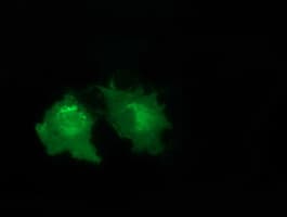 VWA5A Antibody (clone OTI3E10)