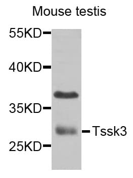 TSSK3 / STK22C Antibody