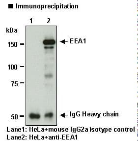 EEA1 Antibody (clone 3C10)