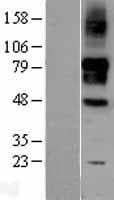 SIGLEC9 Protein (Over-Expression Lysate Myc-DDK (Flag))