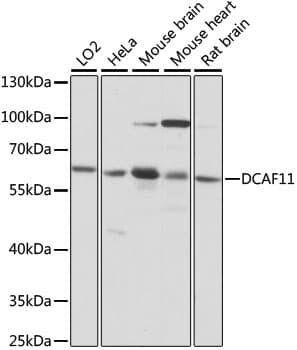 WDR23 / DCAF11 Antibody