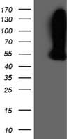 WDR4 Antibody (clone OTI4G1)