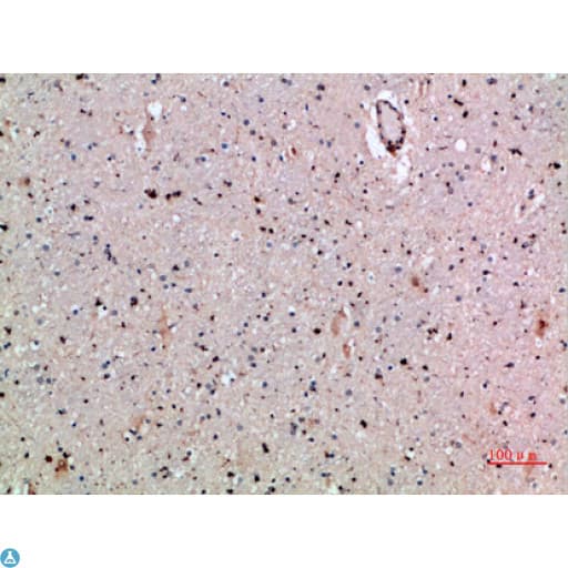 CLECSF6 / DCIR Antibody