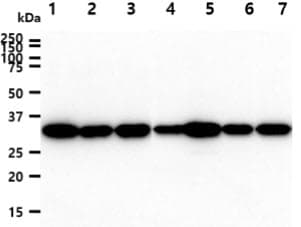 PPIE / Cyclophilin E Antibody (clone AT17E8)