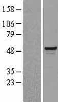 SMARCE1 / BAF57 Protein (Over-Expression Lysate Myc-DDK (Flag))