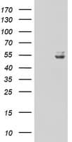 UQCRC1 Antibody (clone OTI1G2)