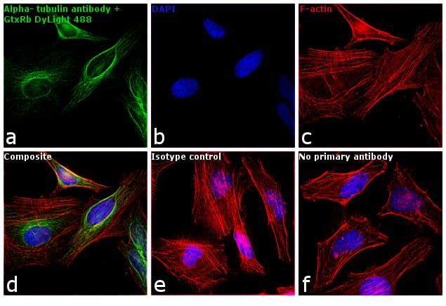 Goat Anti-Rabbit IgG Secondary Antibody (DY488)